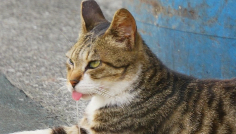 貓咪一直伸舌頭怎麼辦