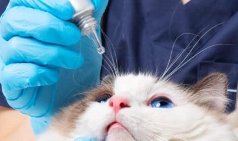 貓角膜潰瘍治療 貓角膜潰瘍治療