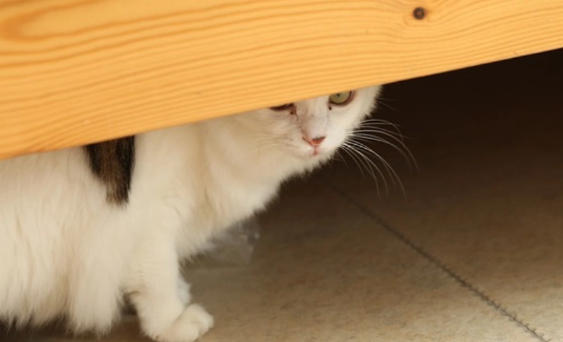 母貓結紮護理 母貓結紮護理