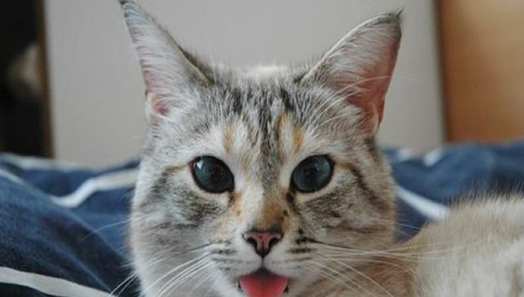 貓咪吐舌頭生病