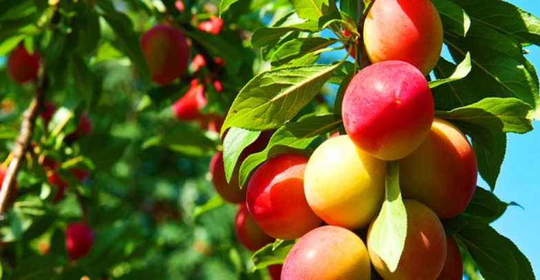 李子升糖指數 李子升糖指數