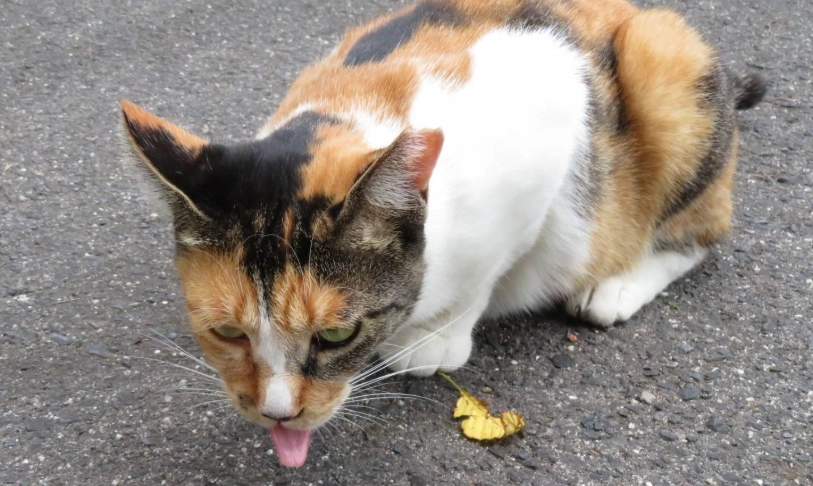 貓吐飼料原因 貓吐飼料原因