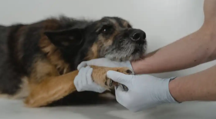 寵物嘔吐緊急處理