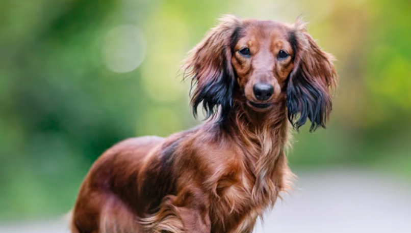 長毛臘腸犬價格