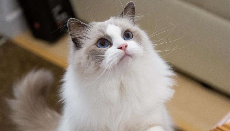 最受歡迎貓品種