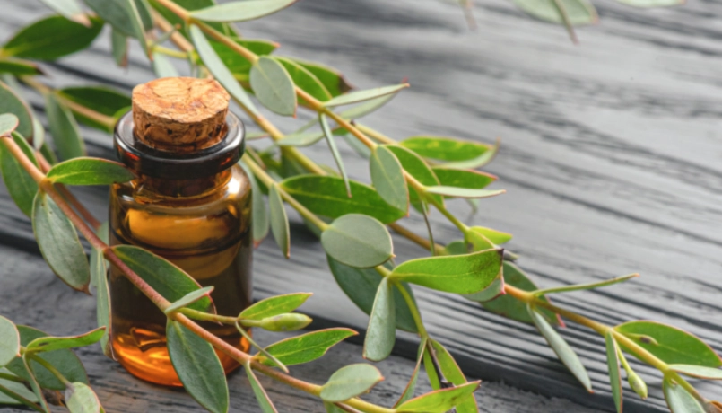 絲柏精油功效 絲柏精油功效