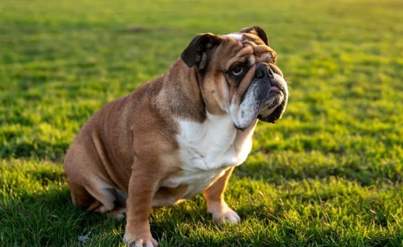 英國鬥牛犬 英國鬥牛犬