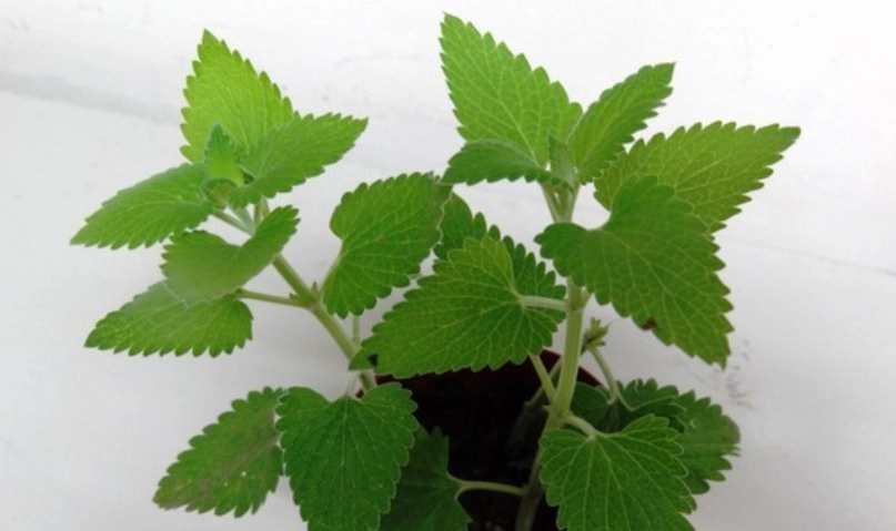 貓薄荷種植方法