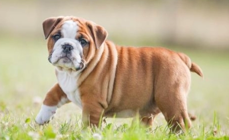 法國鬥牛犬 法國鬥牛犬