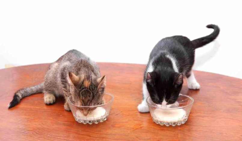 幼貓一天吃多少