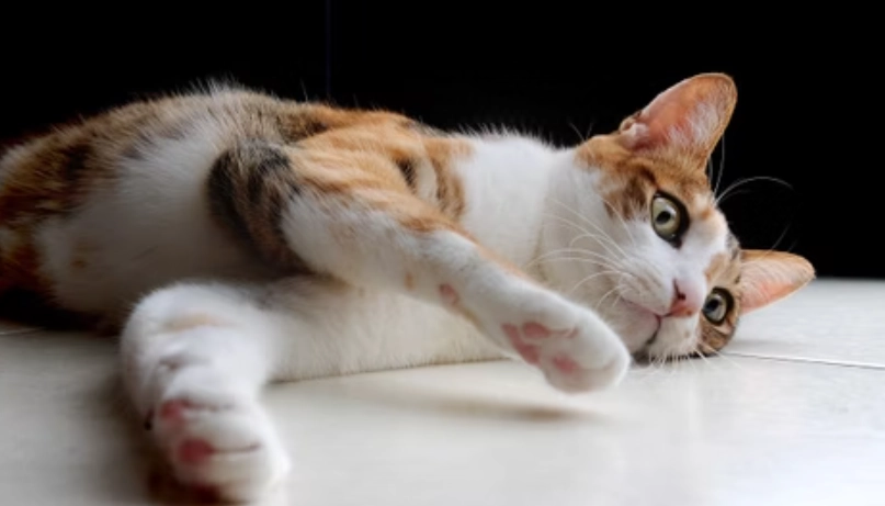 貓咪嘔吐處理 貓咪嘔吐處理