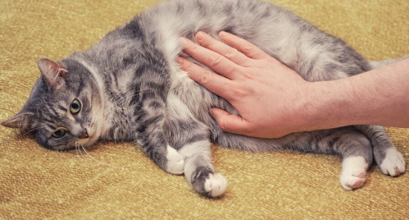 貓咪健康管理 貓咪健康管理