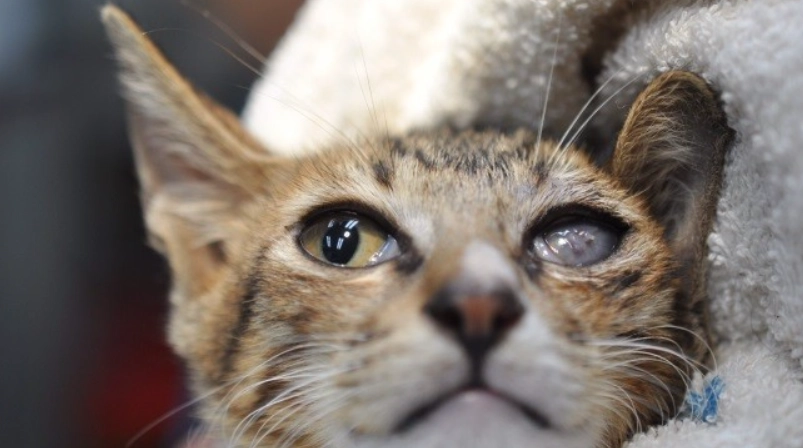 貓眼睛紅腫眼藥水 貓眼睛紅腫眼藥水