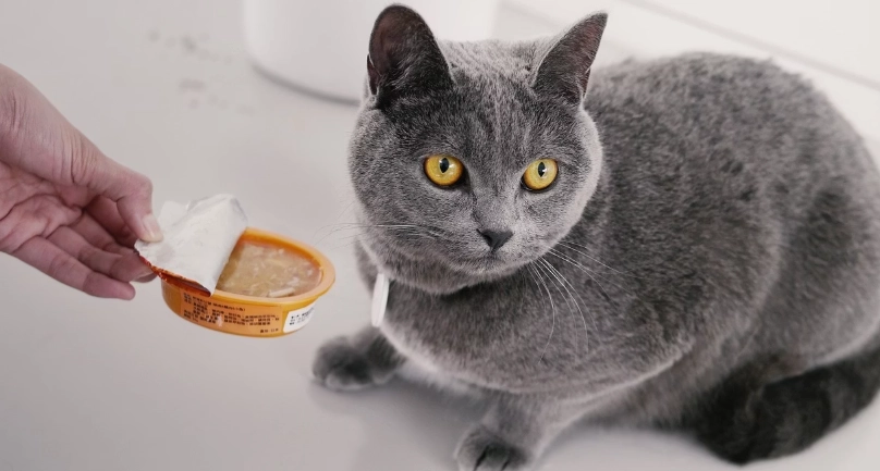 貓咪嘔吐處理 貓咪嘔吐處理