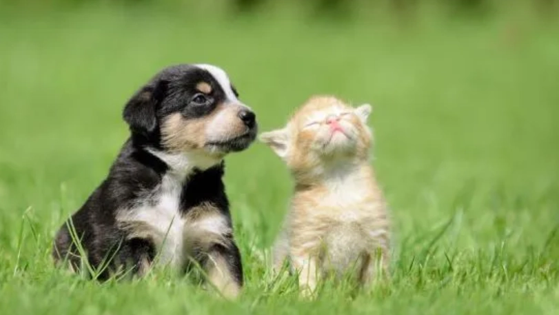 貓狗感冒症狀 貓狗感冒症狀