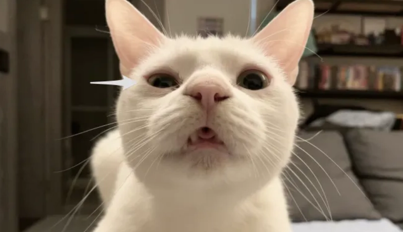 貓咪眼睛睜不開