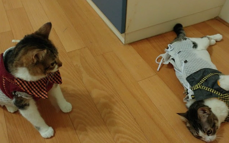 結紮後貓咪行為 結紮後貓咪行為