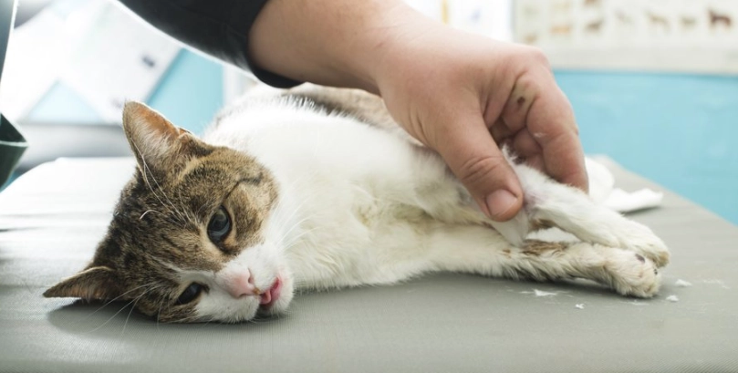 貓咪嘔吐處理 貓咪嘔吐處理