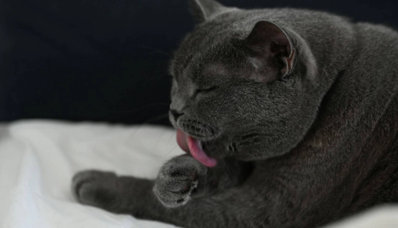 貓吐飼料原因 貓吐飼料原因