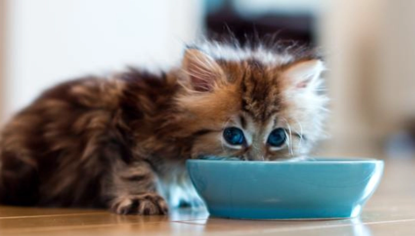 幼貓一天吃多少