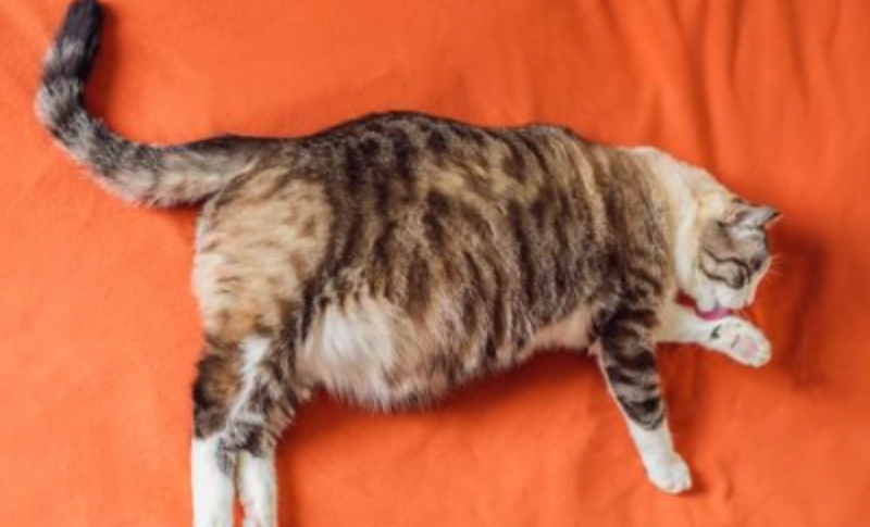 貓咪健康管理 貓咪健康管理