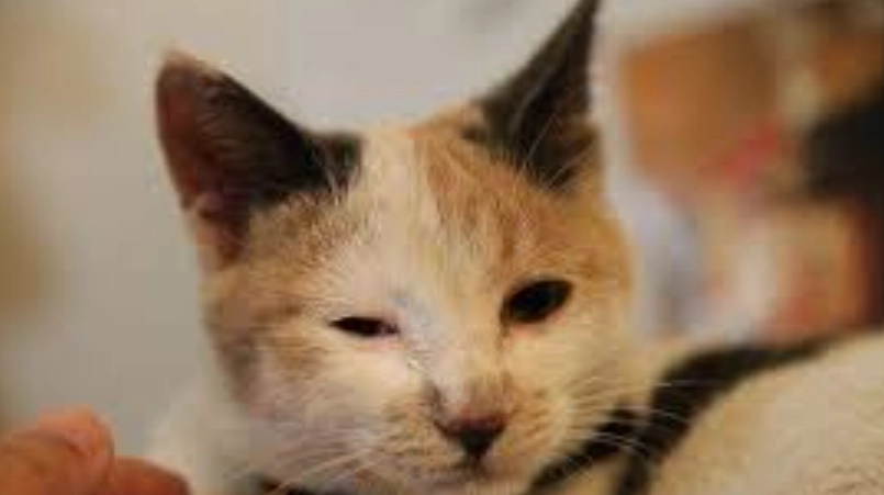 貓咪眼睛睜不開