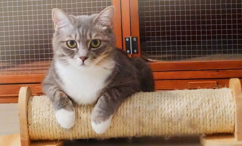 結紮後貓咪行為 結紮後貓咪行為