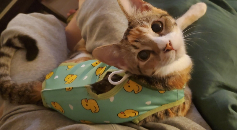 結紮後貓咪行為 結紮後貓咪行為