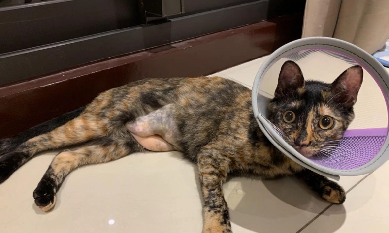 母貓結紮護理 母貓結紮護理