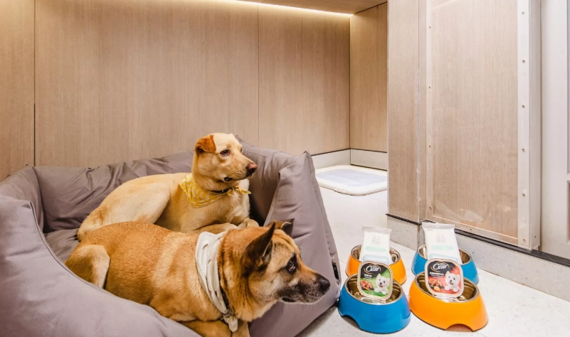 帶狗旅遊花蓮 帶狗旅遊花蓮