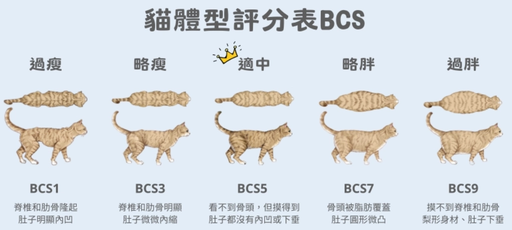 貓咪標準體重 貓咪標準體重