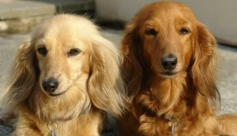 臘腸狗長毛護理