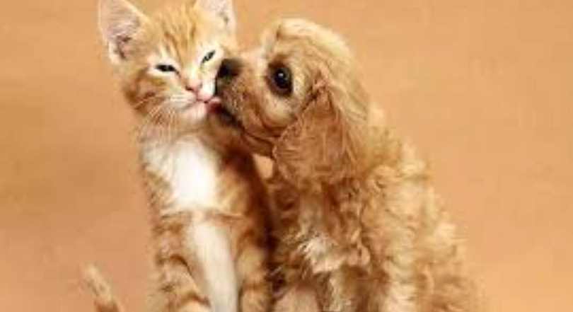 貓狗交叉感染 貓狗交叉感染