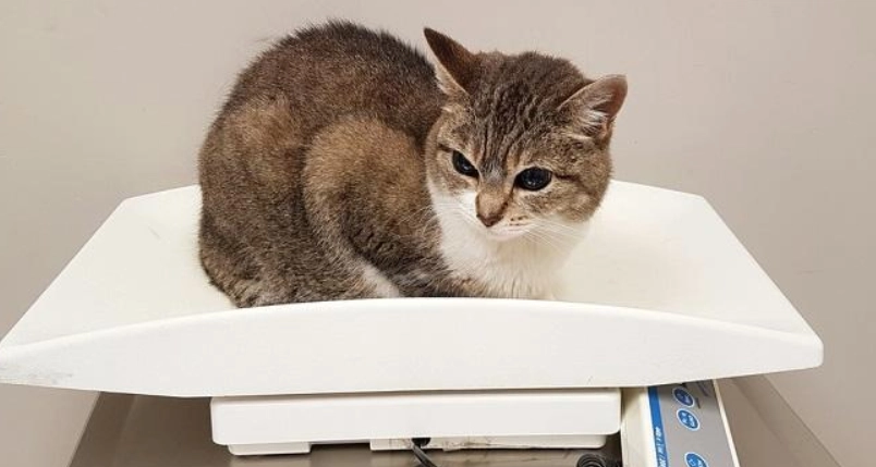 貓咪標準體重 貓咪標準體重