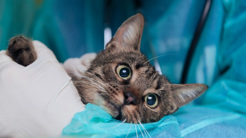 貓狗感冒症狀 貓狗感冒症狀