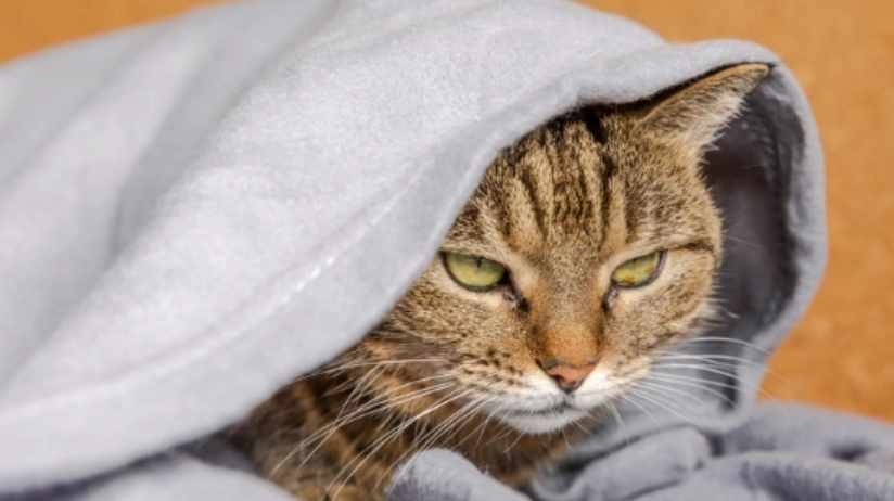 貓狗交叉感染 貓狗交叉感染