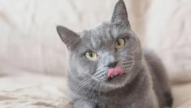 貓咪吐舌頭原因