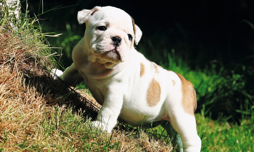 英國鬥牛犬 英國鬥牛犬