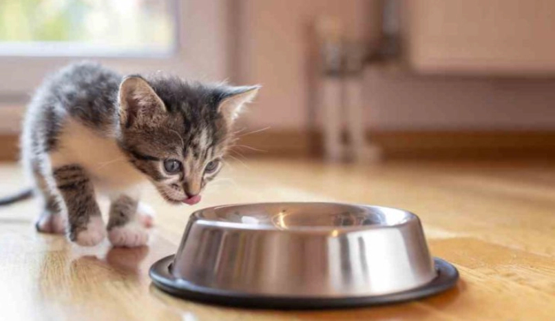 幼貓餵食時間表