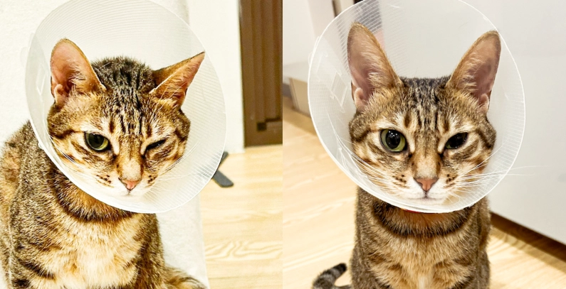 貓眼睛紅腫眼藥水 貓眼睛紅腫眼藥水