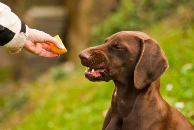 狗可以吃柚子嗎？完整指南與注意事項