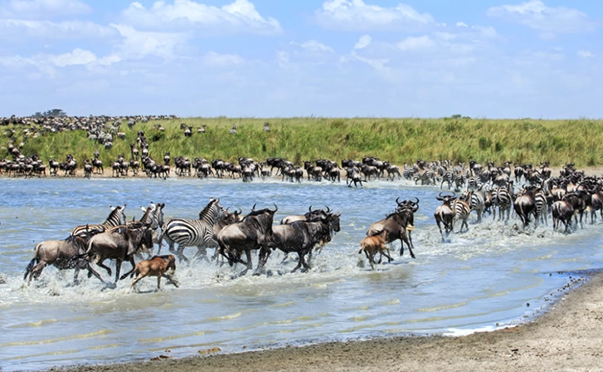 肯亞旅遊注意事項：完整指南與行前必備清單
