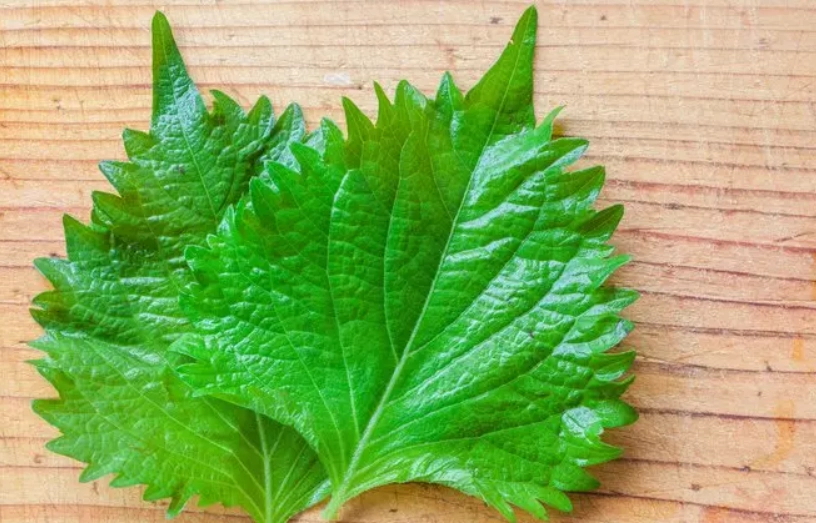 紫蘇葉的功效與副作用全解析：從營養到禁忌一次看懂