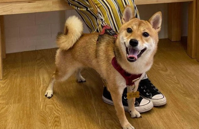 狗狗結紮後變兇？完整解析原因與實用解決指南