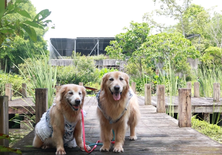 宜蘭景點寵物友善：帶毛小孩暢遊的完整攻略與秘境推薦