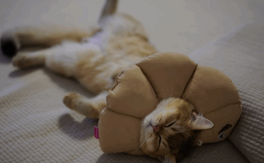 母貓結紮頭套戴多久？完整時間指南與護理建議