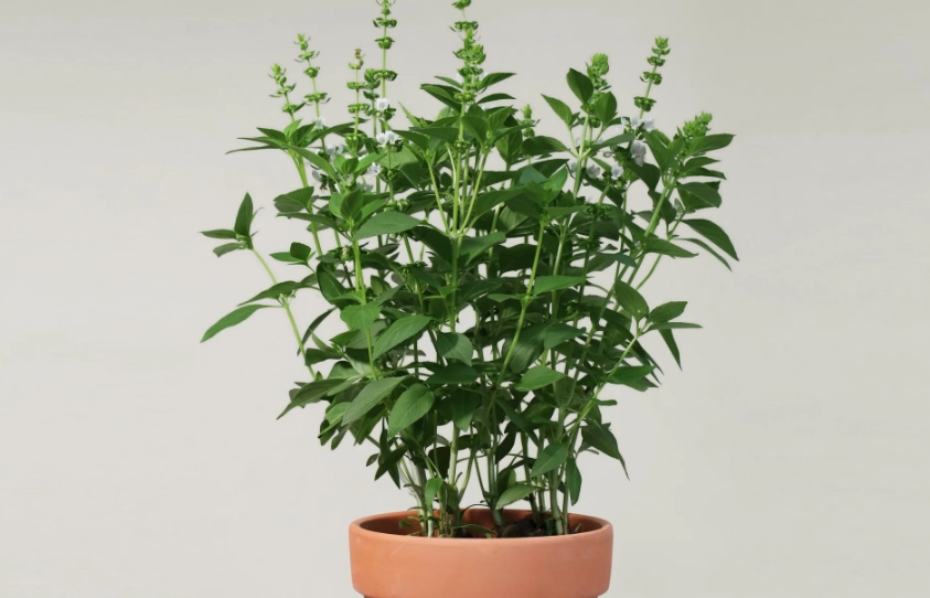 九層塔照顧全攻略：解決種植疑難雜症的實用技巧