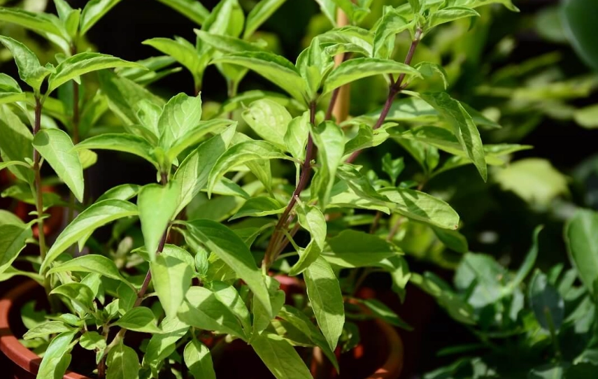 九層塔種植日照全攻略：光照管理訣竅與常見問題解答