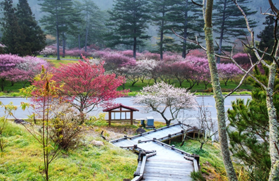 礁溪櫻花季全攻略：賞櫻秘境、花期預測與實用貼士