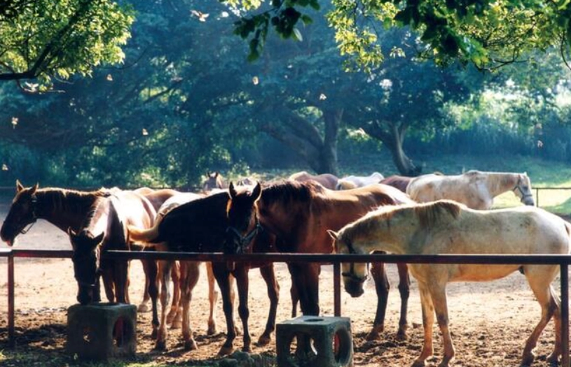 后里安心親子旅遊全攻略：景點、活動與安全提示一次掌握